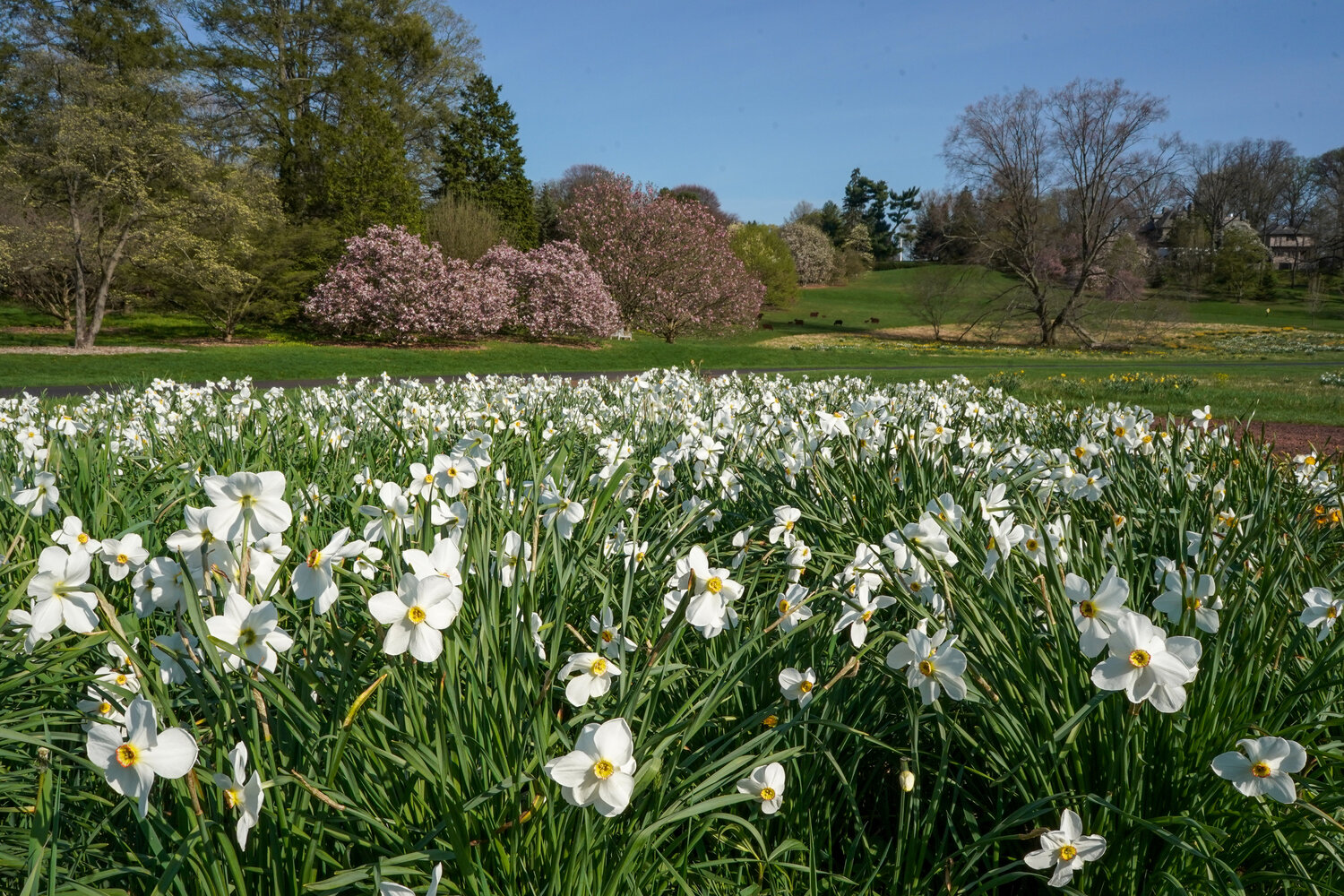 Lunch at Springhouse w/ drive to Morris Arboretum and "THE MORRIS MOTOR SHOW"