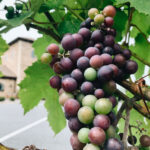 Lehigh Valley Rally and Winery Tour