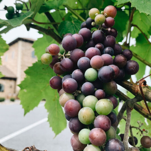 Lehigh Valley Rally and Winery Tour